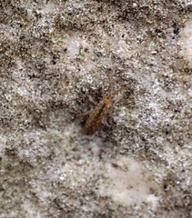 Isotomurus