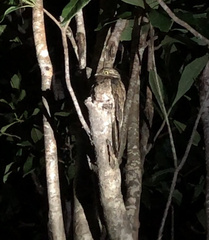 Nyctibius griseus