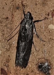 Sciota melanostyla