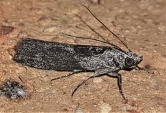 Sciota melanostyla