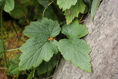 Eriocapitella vitifolia