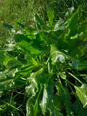 Beta vulgaris