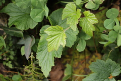 Eriocapitella vitifolia