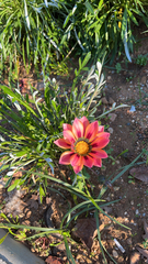Gazania linearis