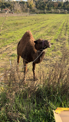 Camelus dromedarius