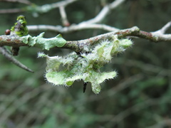 Heterodermia sorediosa