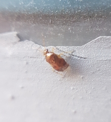 Deraeocoris