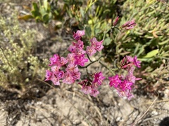 Limonium peregrinum