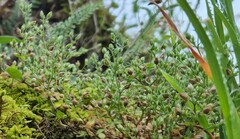 Arenaria