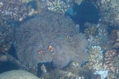 Heteractis magnifica