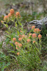 Castilleja miniata fulva