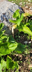 Arisarum vulgare