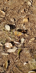 Vanessa cardui