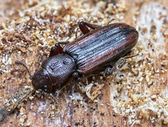 Bothrideres bipunctatus