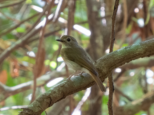 Fulvous-chested Jungle Flycatcher (Cyornis olivaceus), photo 2