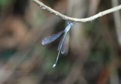 Lestes praemorsus