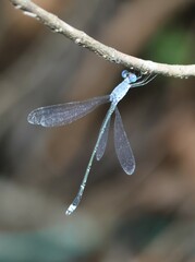 Lestes praemorsus