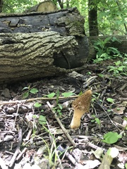 Morchellaceae