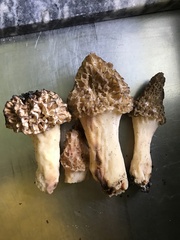 Morchellaceae
