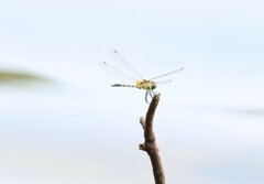 Trithemis pallidinervis