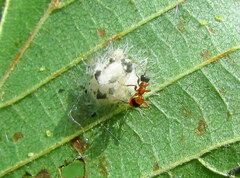 Gelis melanocephalus