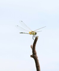 Trithemis pallidinervis