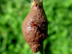 Gelis melanocephalus