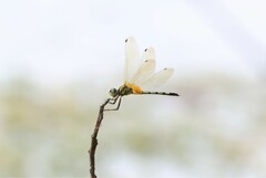 Trithemis pallidinervis