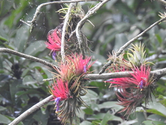 Tillandsia ionantha
