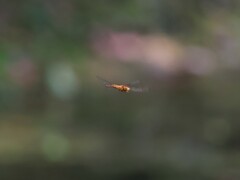 Hydrobasileus croceus