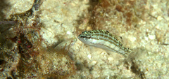 Serranus tigrinus
