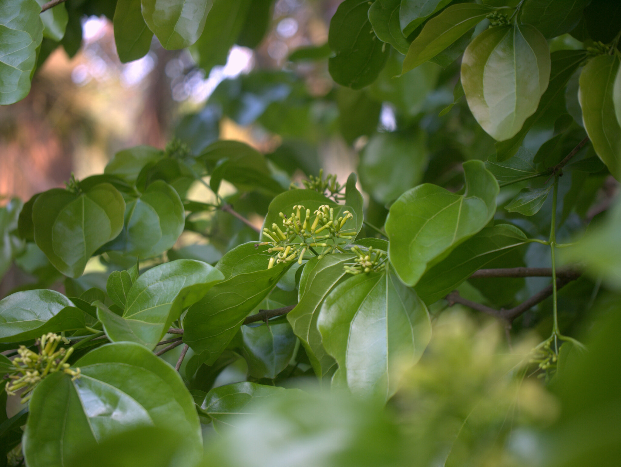 Strychnos nux-vomica L.