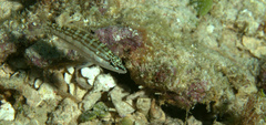 Serranus tigrinus