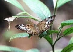 Tanaecia pelea