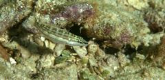 Serranus tigrinus