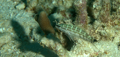 Serranus tigrinus