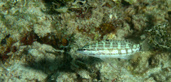 Serranus tigrinus