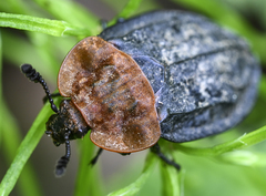 Oiceoptoma thoracicum
