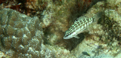 Serranus tigrinus