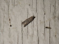 Lepidoptera