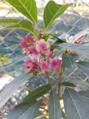 Clerodendrum
