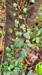 Hedera colchica