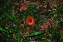 Dermocybe