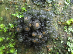 Leptogium phyllocarpum