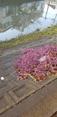 Tradescantia pallida