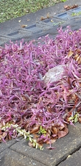Tradescantia pallida