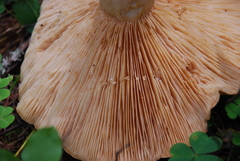 Lactarius utilis