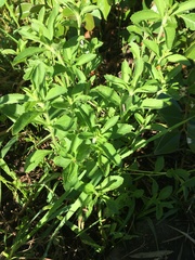 Stevia rebaudiana