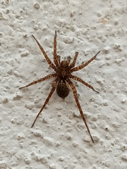 Alopecosa albofasciata