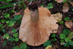 Lactarius utilis